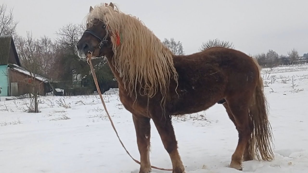 ЛОШАДИ🐎 ЖЕРЕБЕЦ БАСТИОН СКОРО ОТКРОЕТ СЕЗОН🐴💪