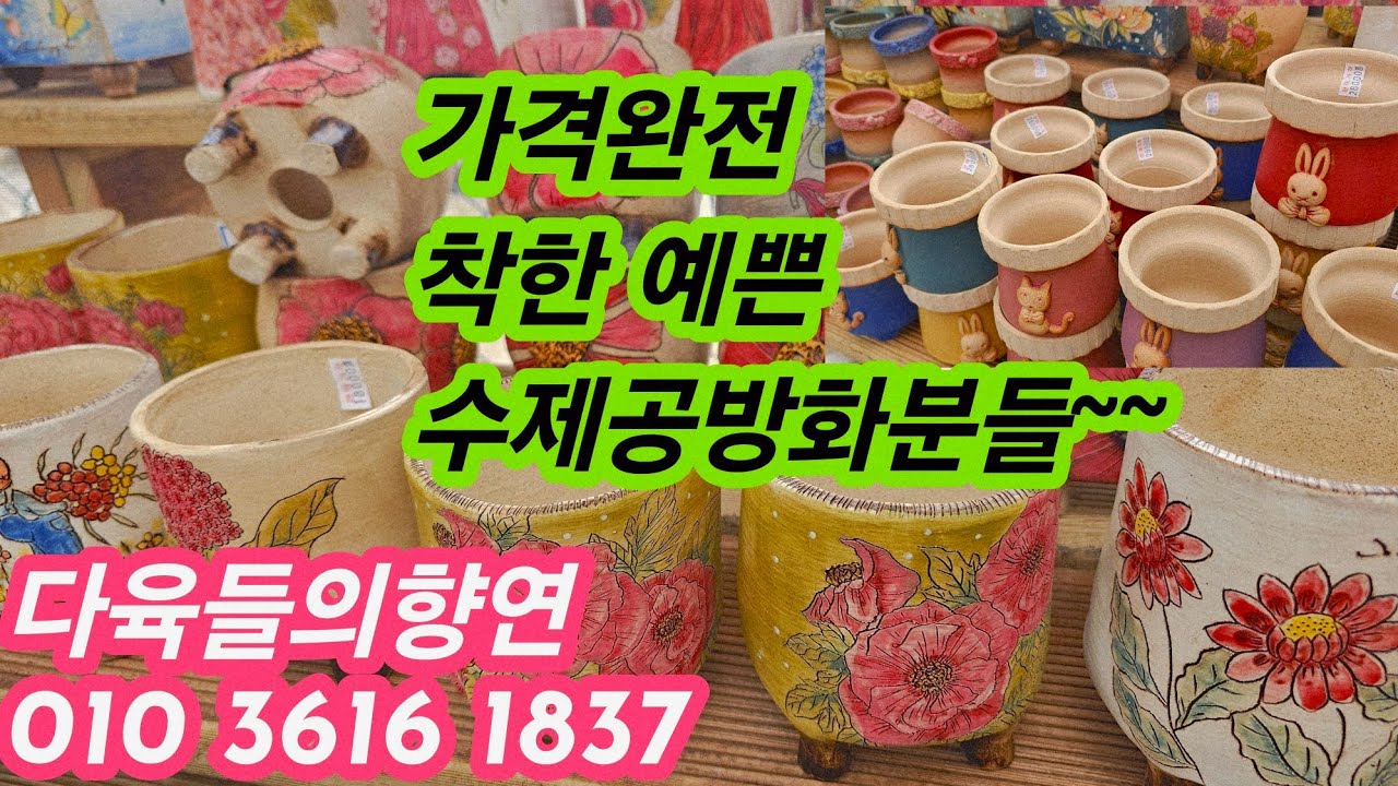 #다육들의향연💗가격착한수제공방예쁜화분#미야분#가경분#바니허니소개#다육화분#부산다육농원🌸25.10.2/korean succulents plants 💗