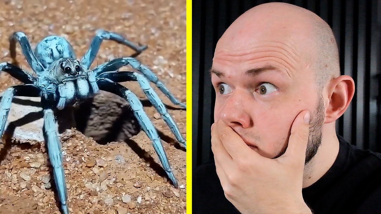 TEN KLIP PODBIŁ INTERNET - CO TO ZA PAJĄK?