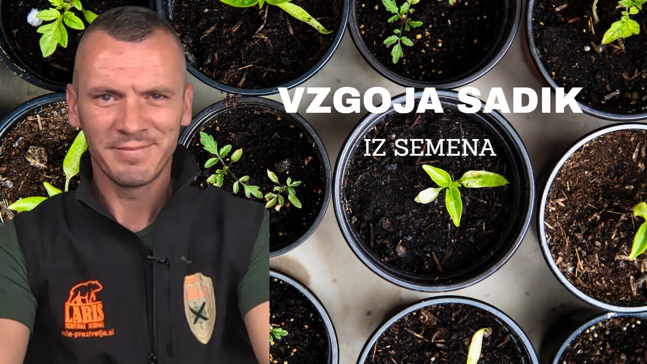 1. in 3. DAN - VRTIČKANJE - KAKO VZGOJIMO SADIKE Zelenjave iz SEMENA