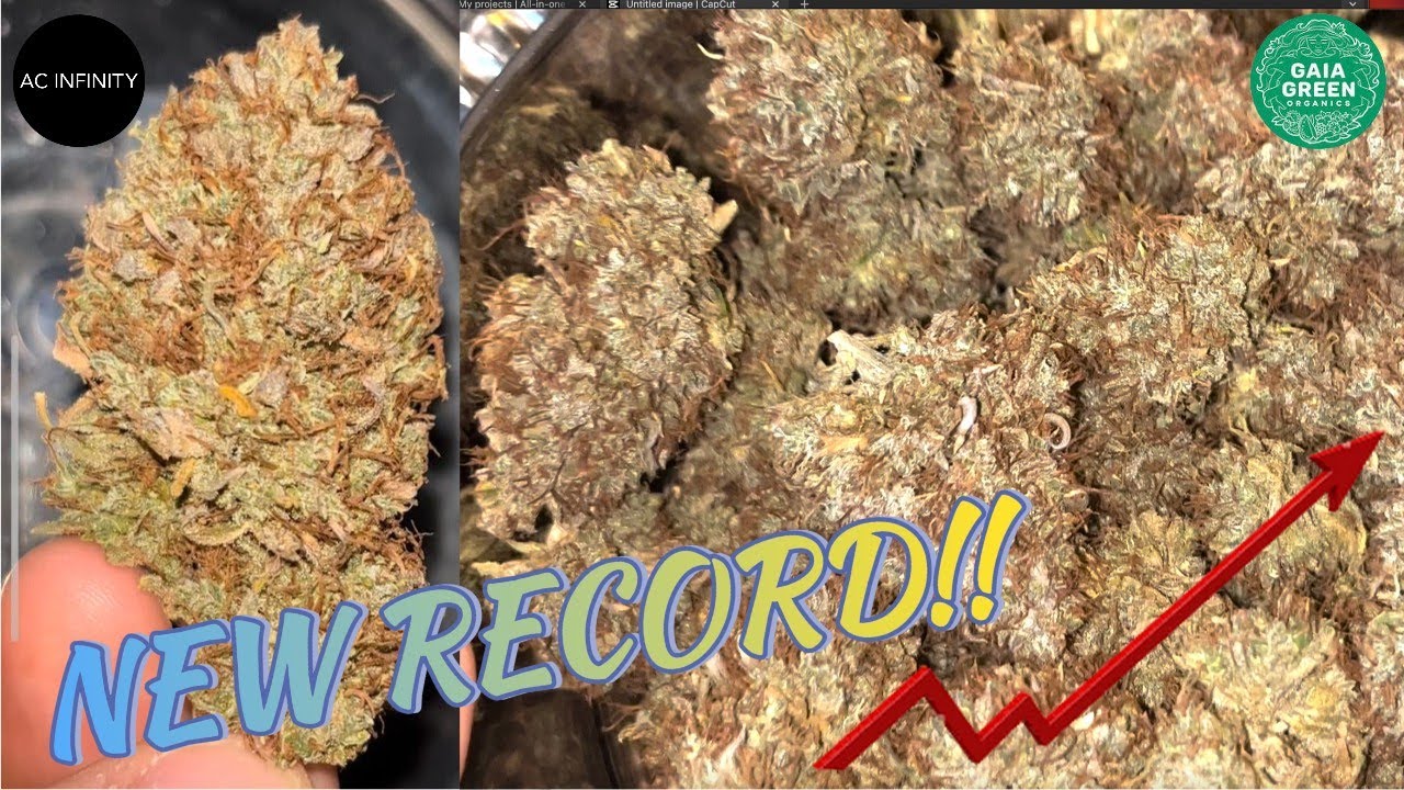 MY BEST HARVEST - PINEAPPLE KUSH CAKE AUTO BY HUMBOLDT/SENSI SEEDS -FINAL DRY, TRIM, & WEIGH 🍍