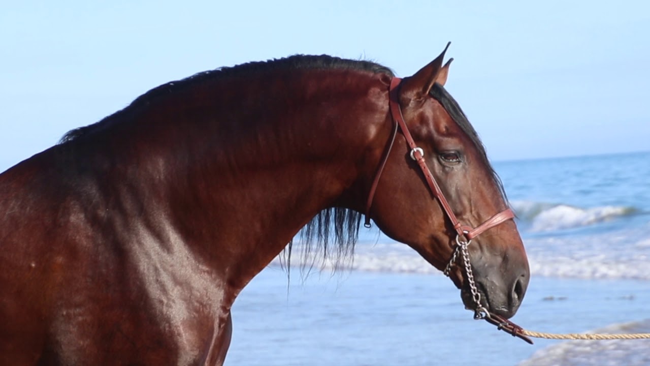 ATREVIDO MANGO, EL REY DE LAS TRES CORONAS, EL MEJOR SEMENTAL PRE EN CALIFORNIA