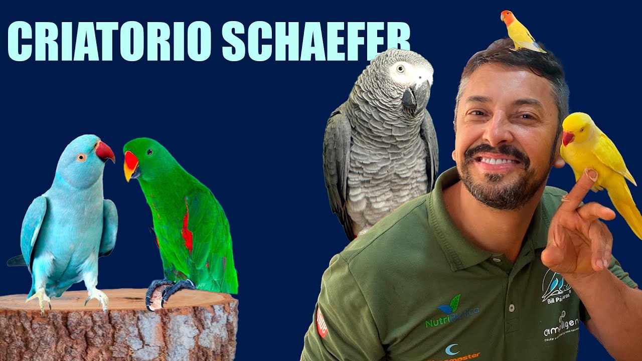 Aves Fantásticas: Papagaios, Ring Necks, Agapornis, Periquito - Chocmaster Visita Criatorio Schaefer