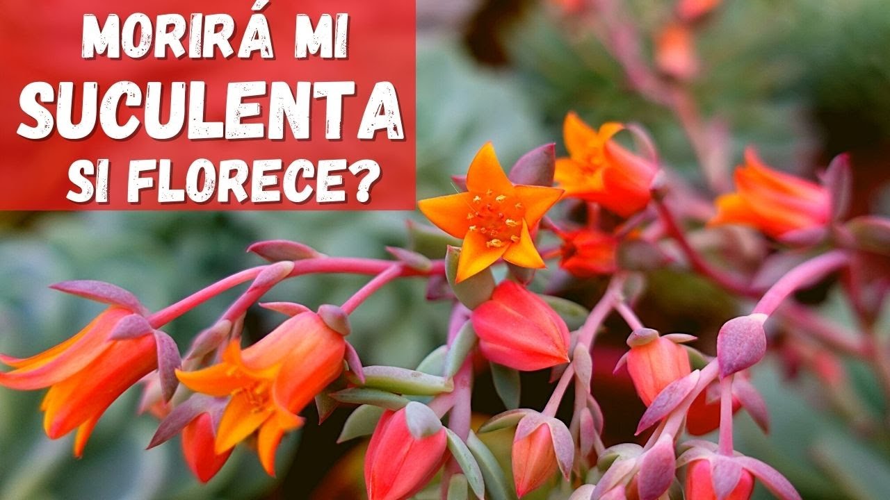 MORIRÁ mi SUCULENTA si la dejo FLORECER? debo CORTAR sus FLORES? se DEBILITA si FLORECE?