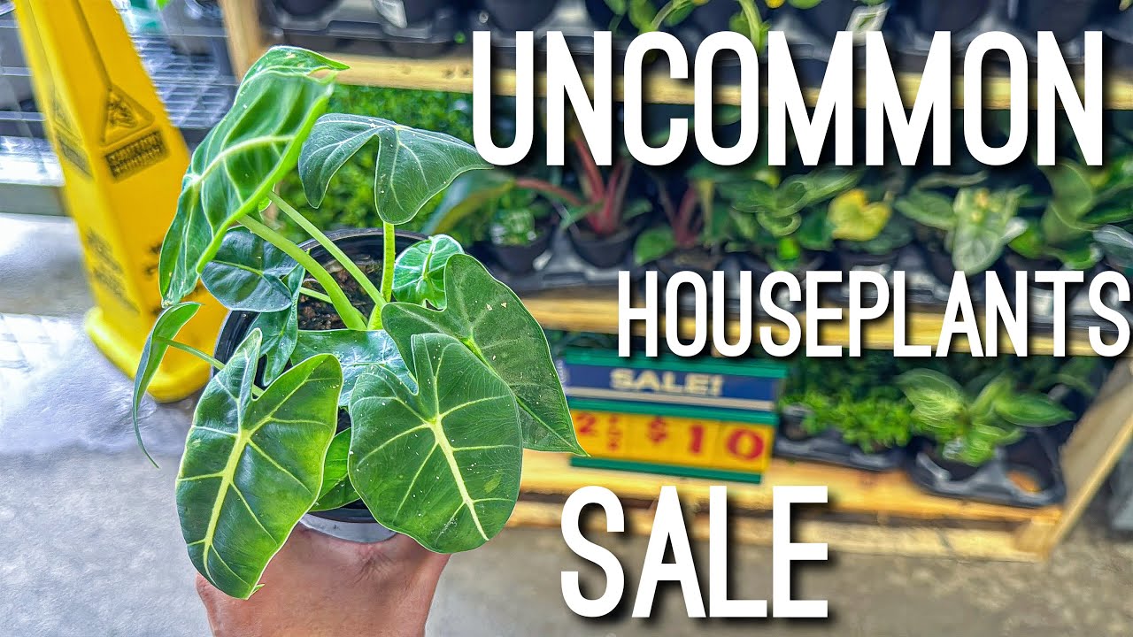 This Groccery Store has so MANY Cheap Affordable Houseplants! Plant Shopping at HEB