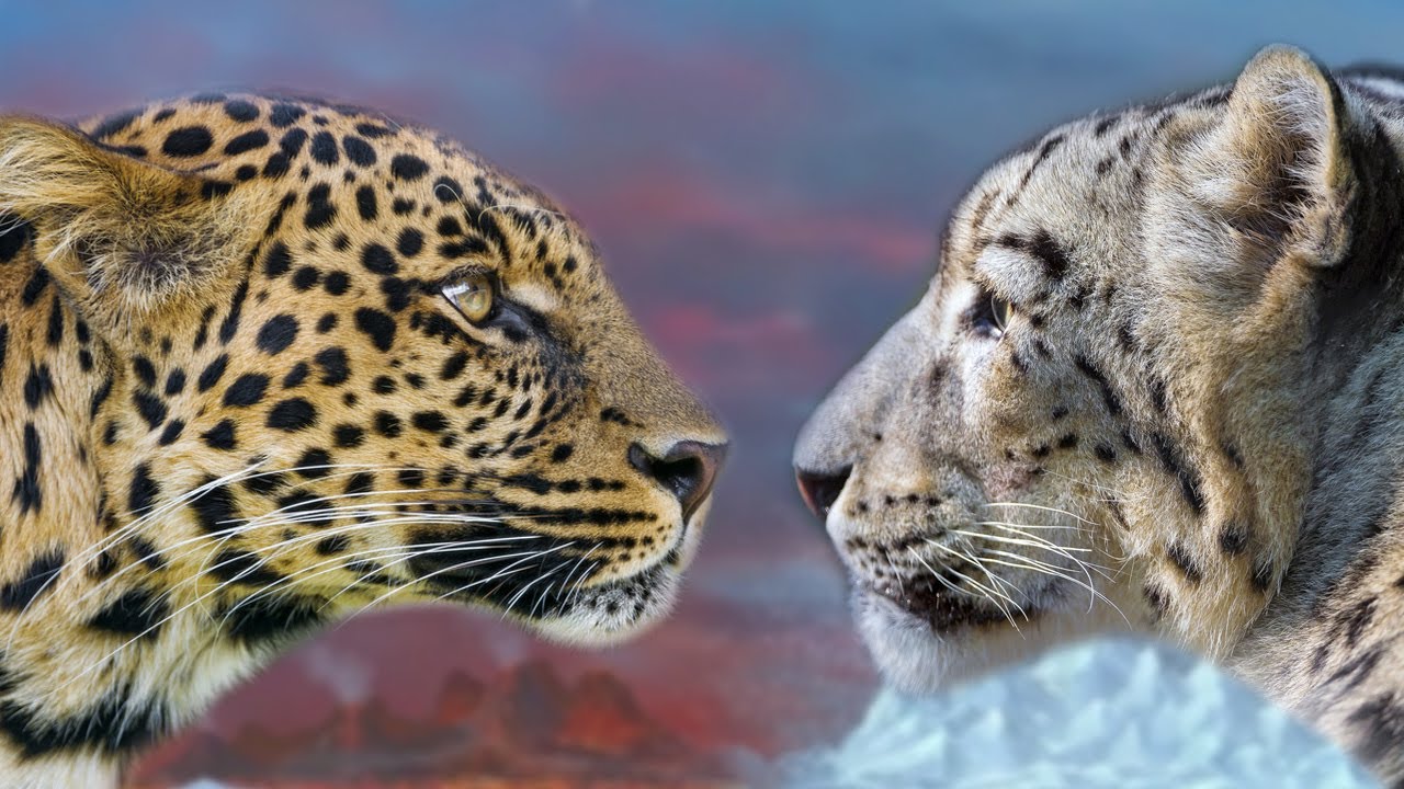Macan Tutul vs Macan Tutul Salju | Mari Kita Bandingkan!