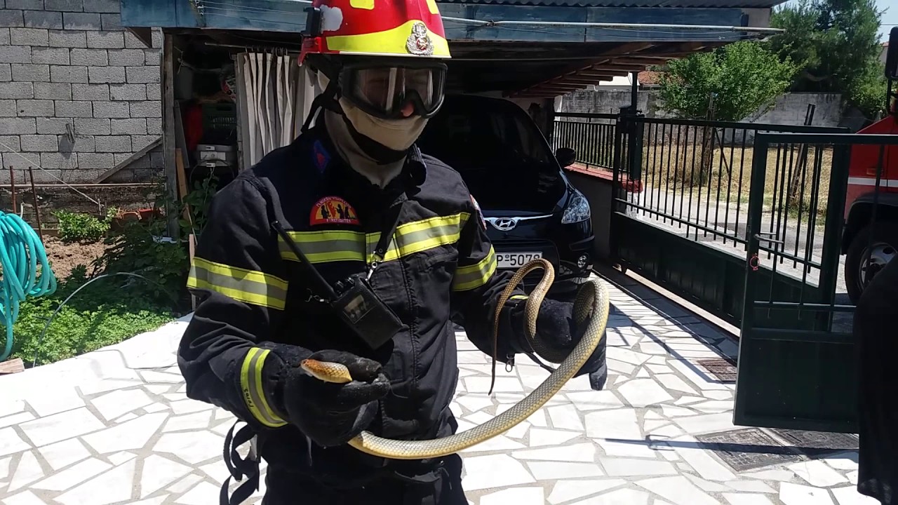 Απομάκρυνση φιδιού από σπιτι στα Τρίκαλα από την πυροσβεστική υπηρεσια