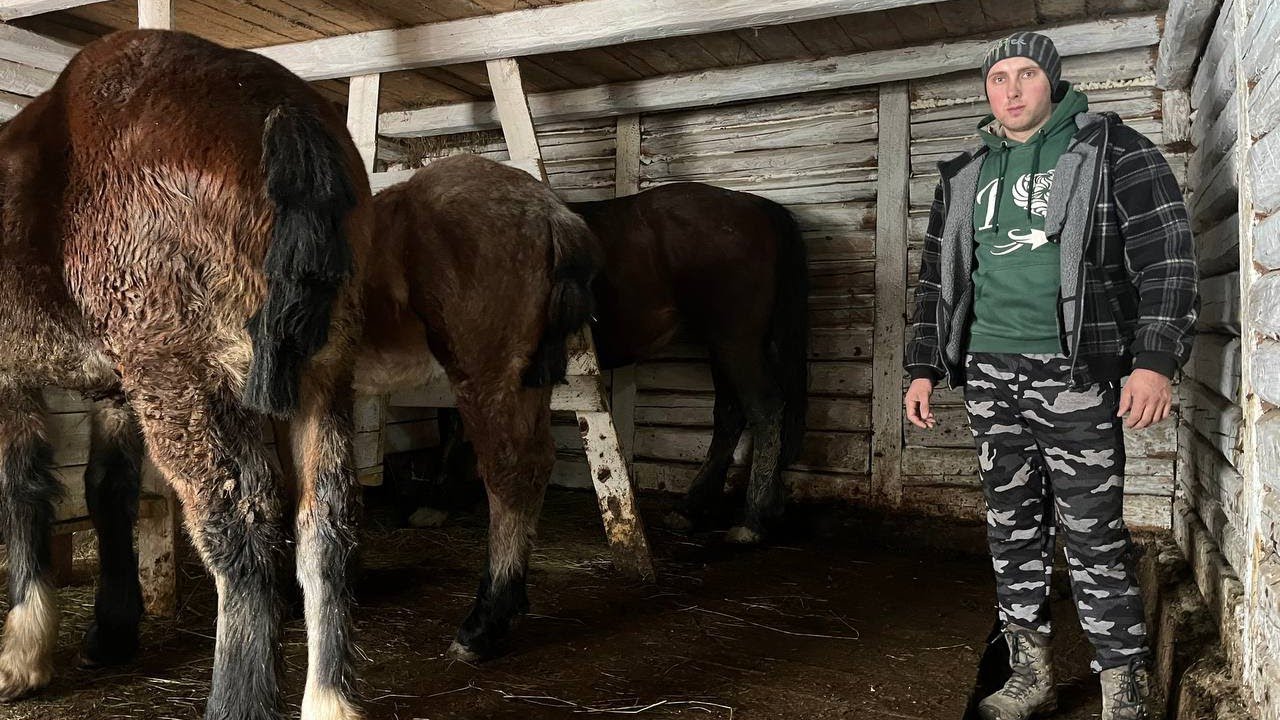 🎄ХРИСТОС НАРОДИВСЯ❄️Ранкова годівля коней🐎Заміри лошака від ВАНДАМА 📏Коні Ваговози🇺🇦