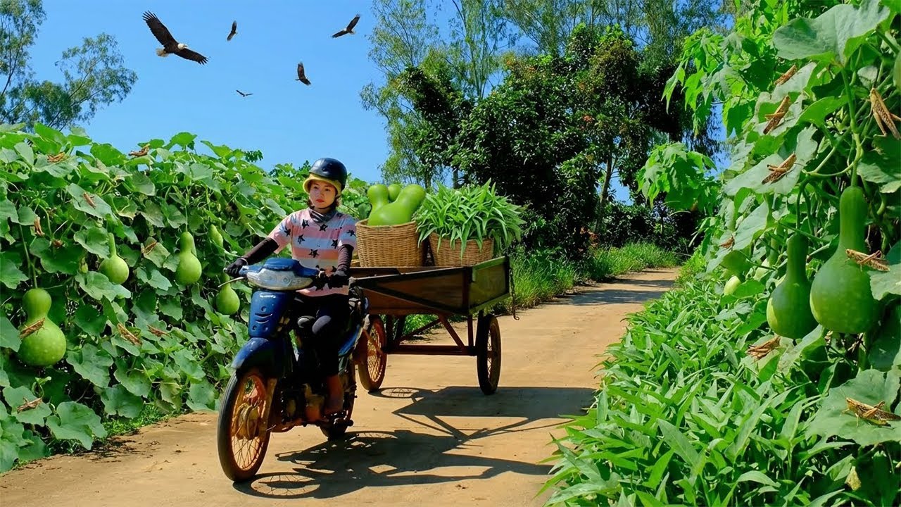 Harvest A Truckload Of Water Spinach, Bottle Gourd To Sell At The Market, Cook, Garden, Animal Farm