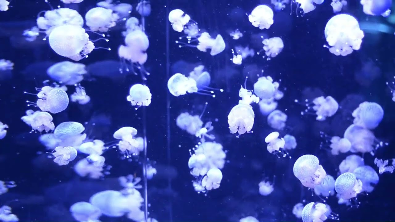 White Spotted Jelly Fish