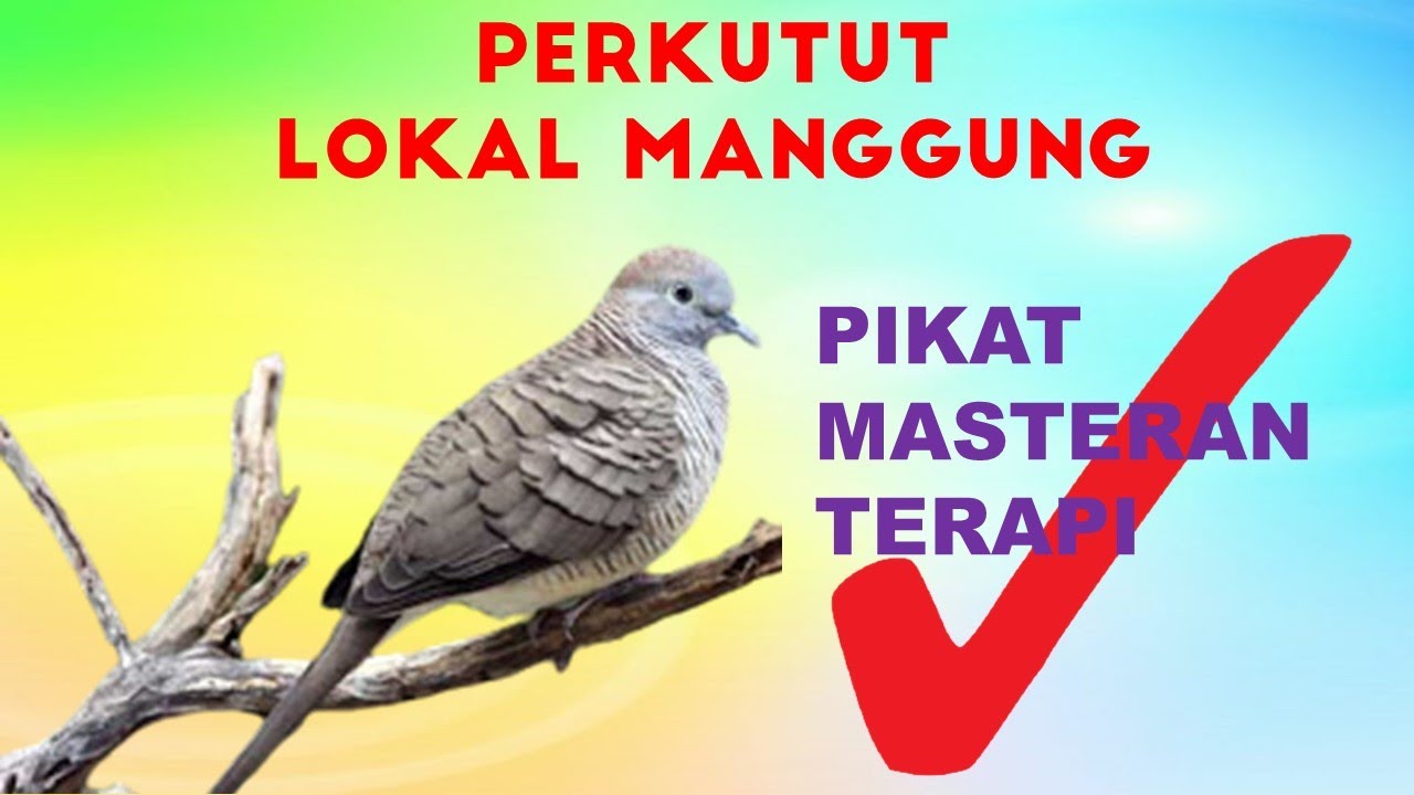 Perkutut Lokal Manggung Untuk Pancingan, Terapi Burung, Dan Masteran