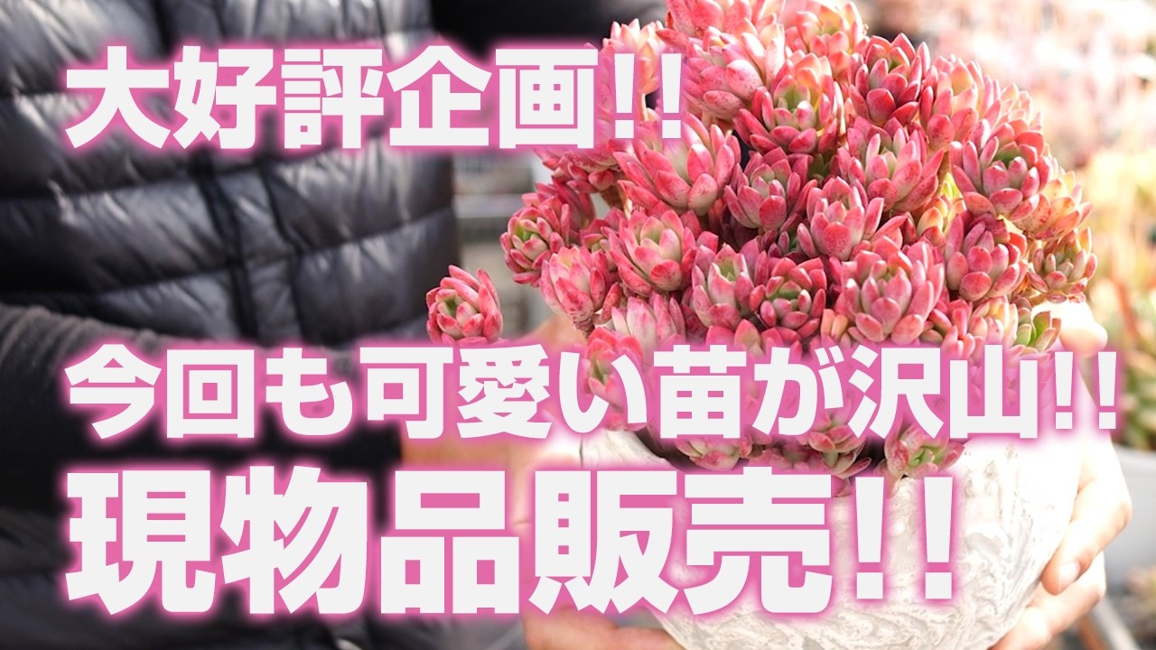 【多肉植物】大好評企画!!今回も可愛い苗が沢山!!現物品販売!!【succulent】トロピカルガーデン