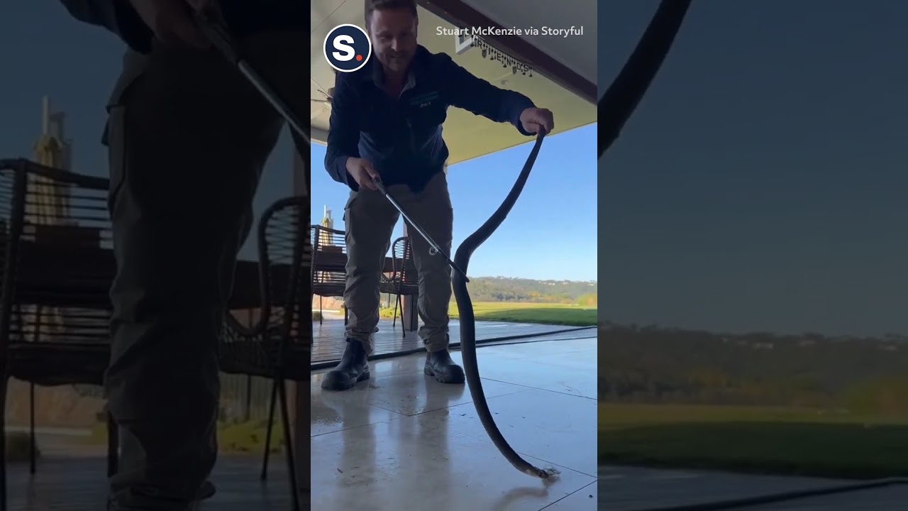 Venomous Snake Hiding Under Couch