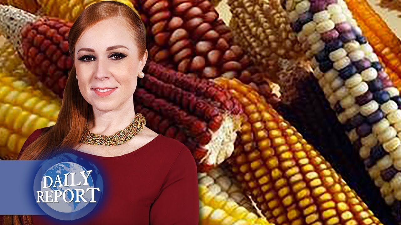 Record en importación de maíz | Daily Report