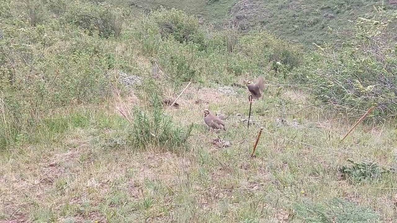 шикори мода