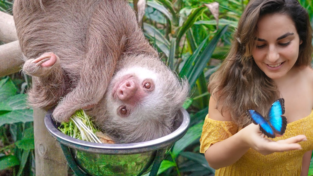 Visiting Rescued Sloths in Costa Rica