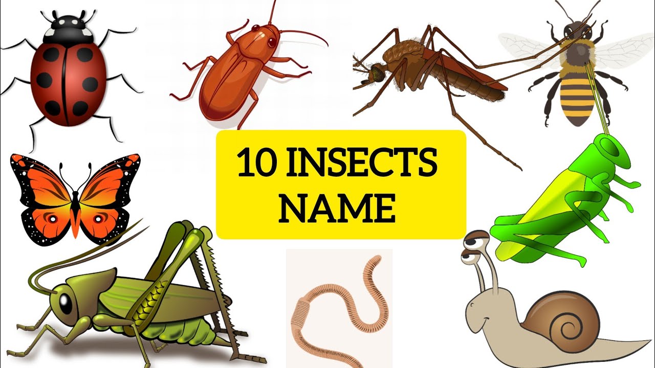 Insects for Kids | Educational Video | Learn 10 Insect Names