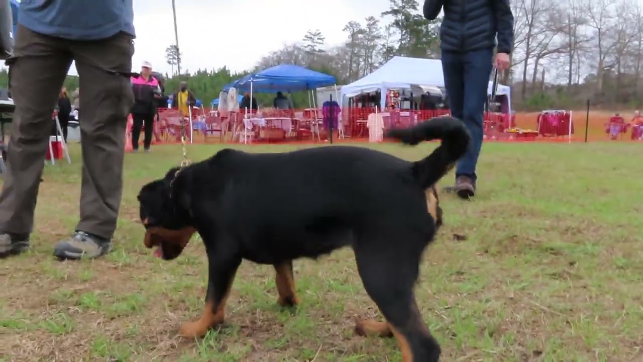 2026-Feb-28 - Tiki Morris Rottweilers von Haus Mizan - P Rated (4-6 month Females)