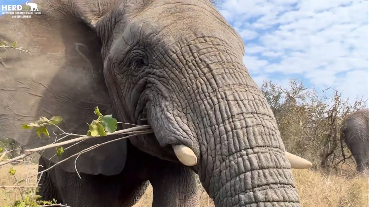 How to Identify Klaserie, a Friendly and Curious Young Elephant Cow