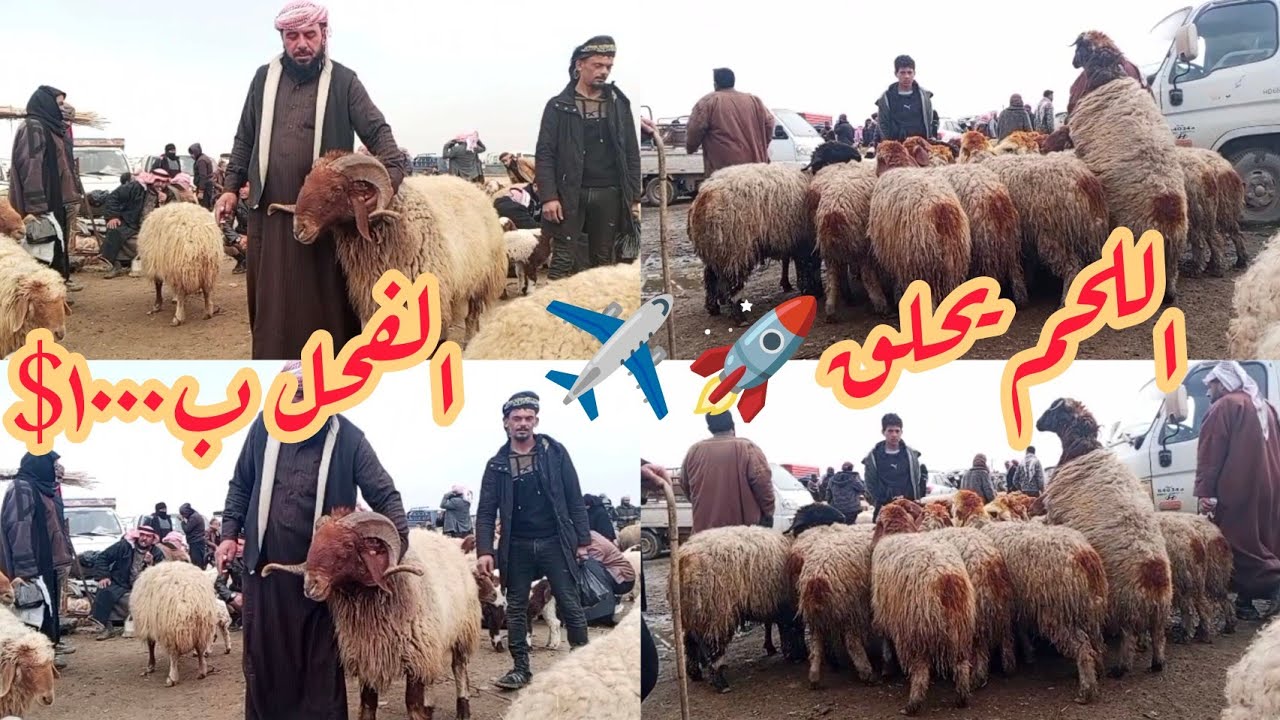 سوق الحدادية اليوم2026/2/14 أسعار🔥💥 الحلال مع الدلال ابو عزام وأبو شريف وابو مهيدي #الخارف#نااار
