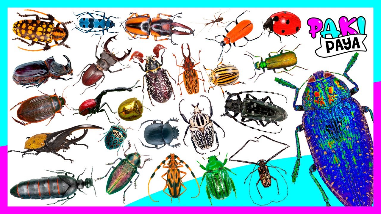 LOS ESCARABAJOS PARTE 1 - BEETLE - INSECTOS – INSECTS