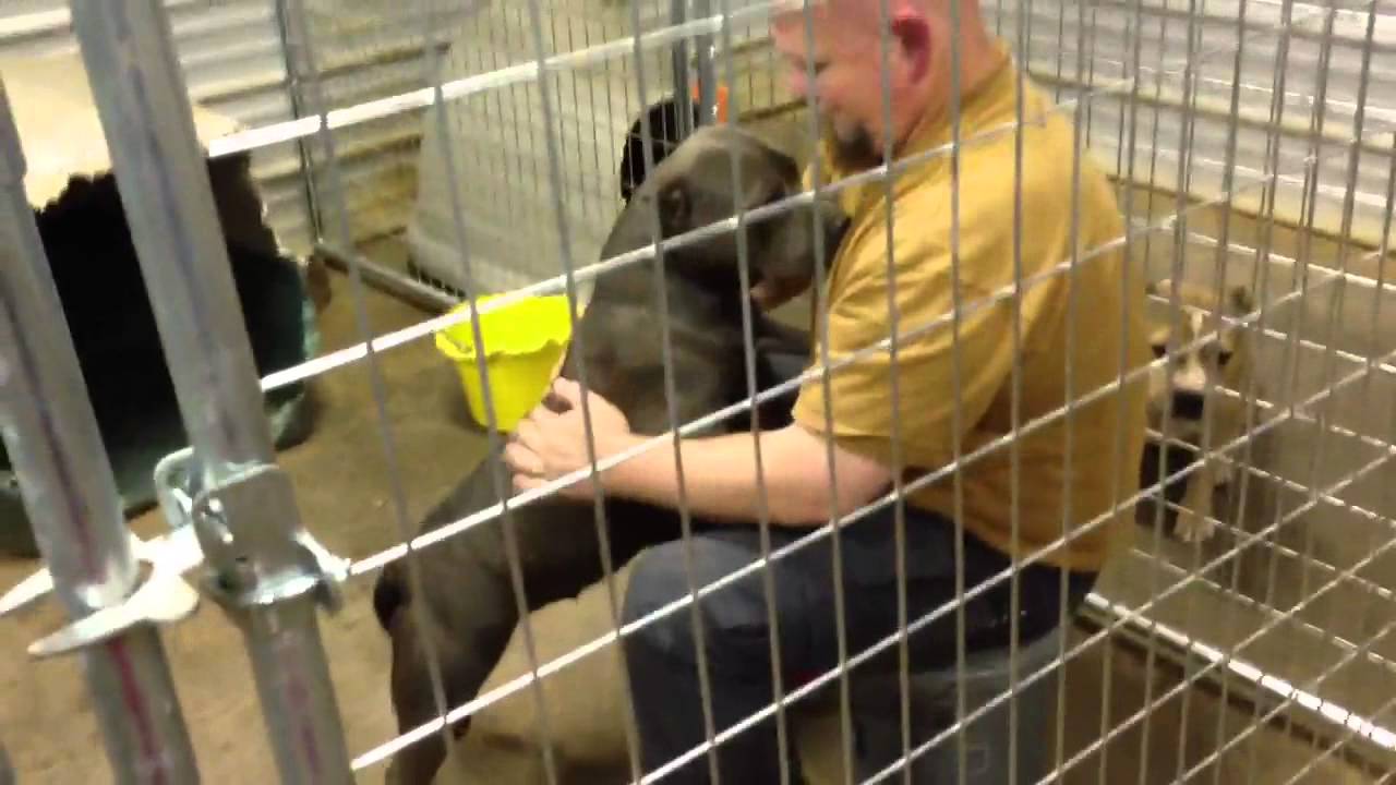 How to keep pitbulls from being aggressive