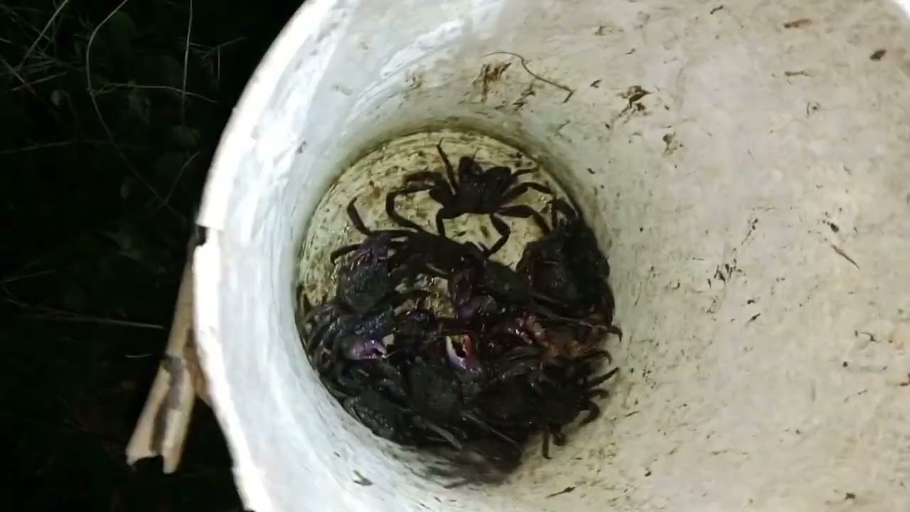 Lagaw pangita alimango 🦀