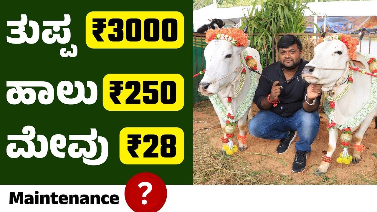 ತಿಮ್ಮಪ್ಪನ ಅಭಿಷೇಕಕ್ಕೆ ಈ ತಳಿಯ ಹಾಲು ಶ್ರೇಷ್ಠ | ಒಂದು ಲೀಟರ್ ಹಾಲಿಗೆ Rs 250 | ಮೋದಿ ಅವರ ನೆಚ್ಚಿನ ಹಸು ಇದೆ