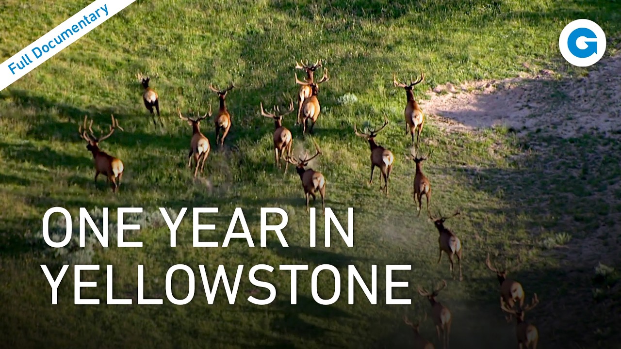 Yellowstone National Park: Geysers, Grizzlies & Global Conservation | Full Documentary