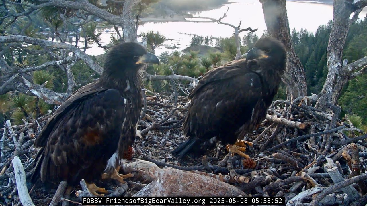 FOBBVCAM Eagles 🦅 Sunny & Gizmo 1st Night Home Alone🎢  Jackie & Shadow in Roost Tree🌲 2025 May 7-8