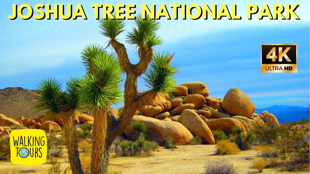 Joshua Tree National Park | California Desert | Ryan's Ranch Trail | 4K Walking Tour