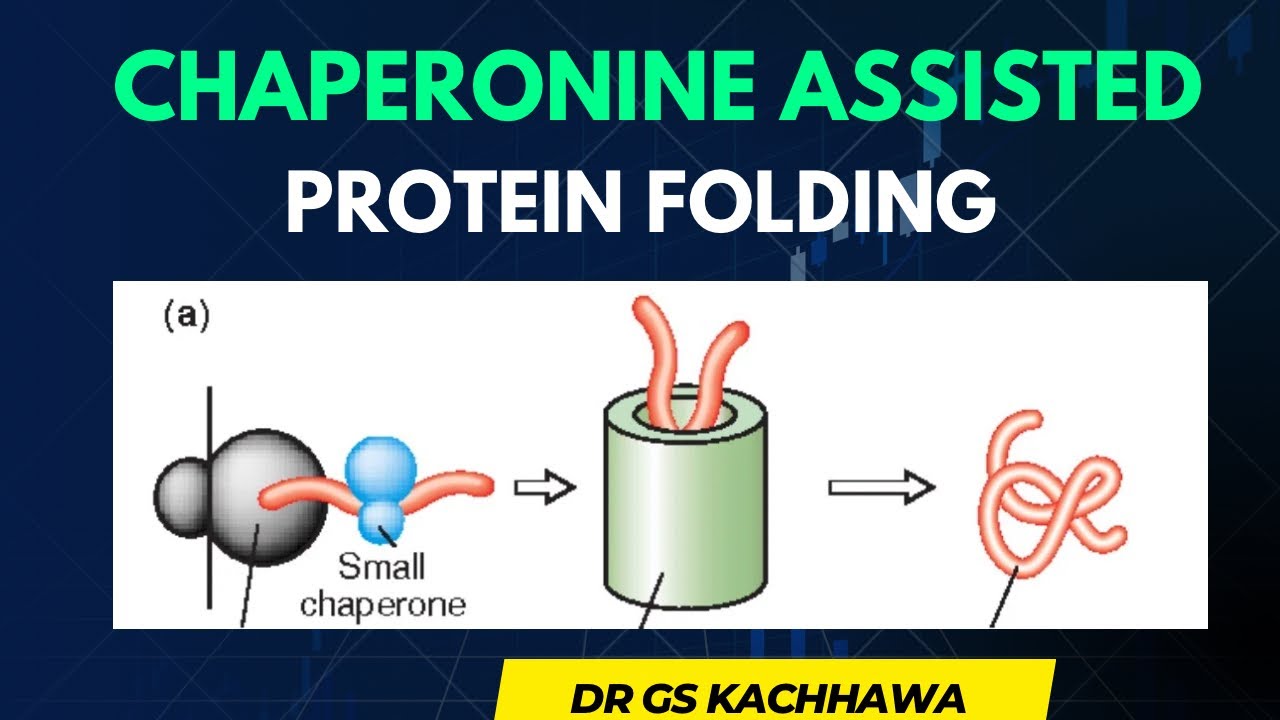 Chaperonin Assisted Protein Folding