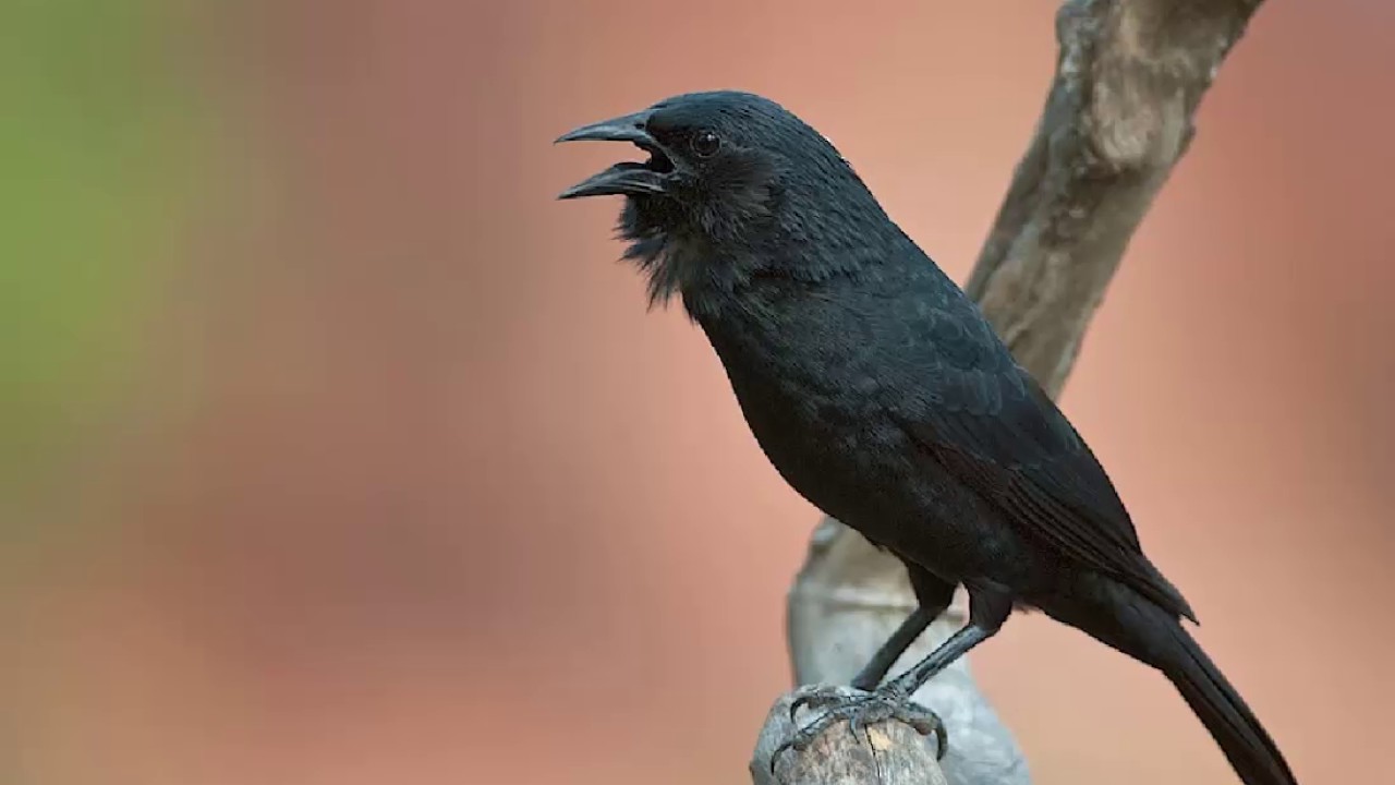 Charrúa Cantando Sonido para Llamar El Mejor