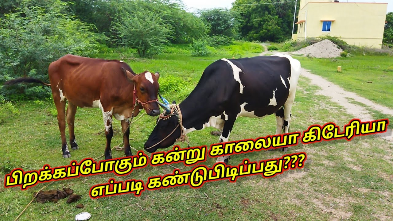 பிறக்கப்போகும் கன்று காளையா கிடேரியா எப்படி கண்டுபிடிப்பது???
