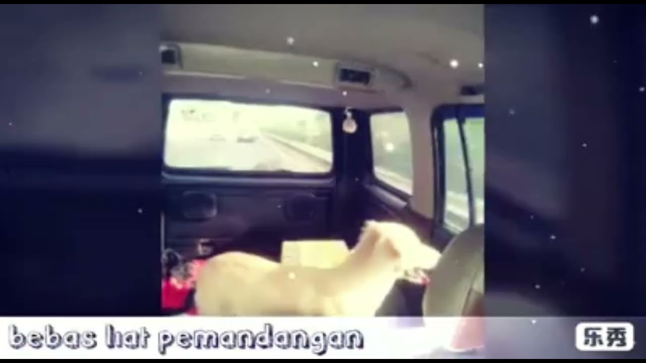 🐾ItingTranspet 2018 - Anjem Milo ❤