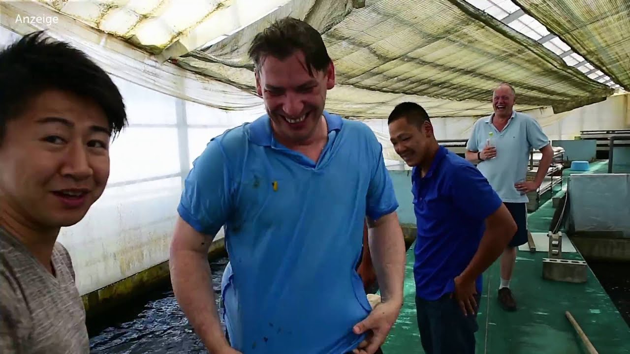 Modern Koi Blog #904 - Live from Japan: Weibliche Nisai