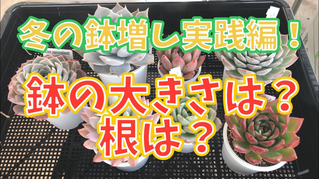 【倉敷多肉工房】冬の鉢増しやってみた❤️ 鉢の大きさと根の考え方☝️✨