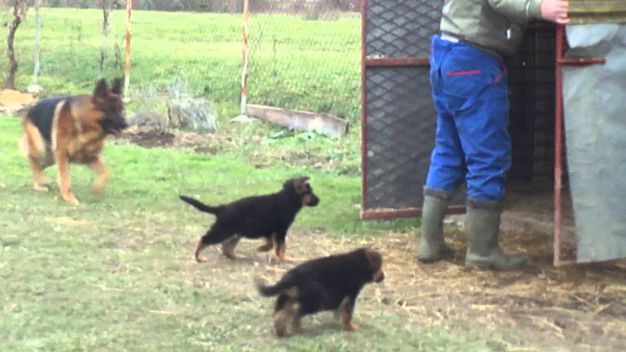 Njemački ovčar ,German shepherd