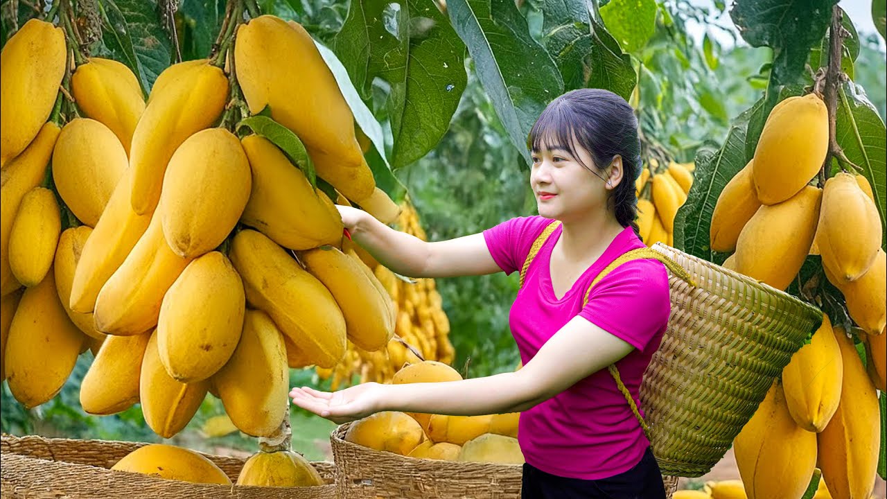 Ly Trieu Ca: Harvesting sweet giant mutant mango plum - How to grow, cooking best traditional recipe