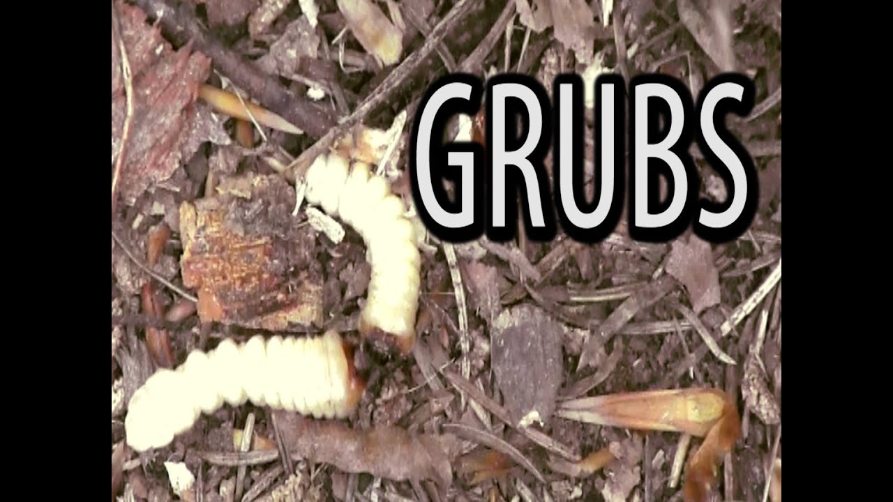 Survival Food - Grubs