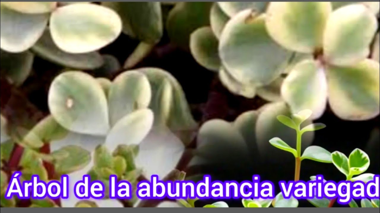 PORTULACARIA AFRA VARIEGADA, transplante y cuidados #156🙏// Plantas Lupita Sol 🌞