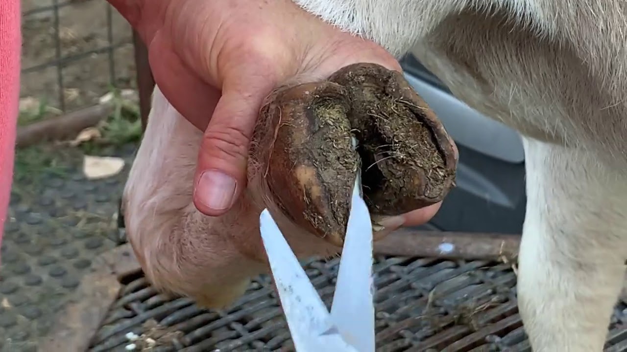 Basic Hoof Trimming - Boer Goats