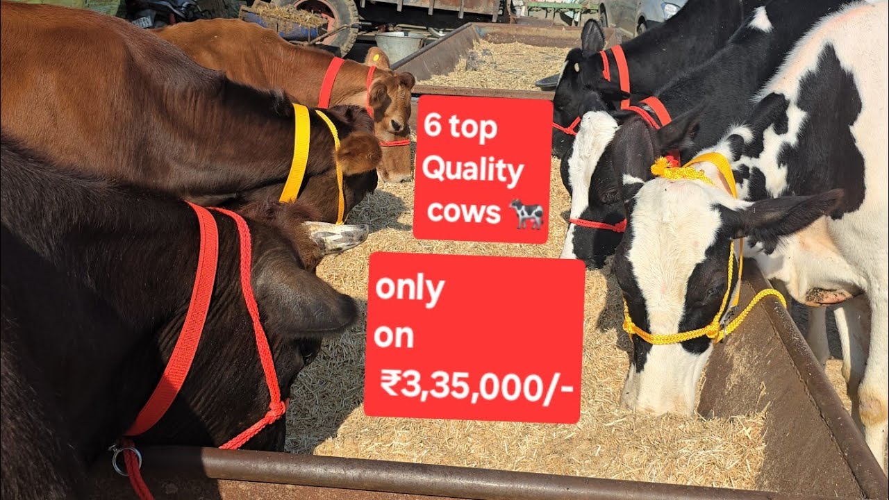 🎄3 cows 🐄 HF 3 Cows 🐄 JY // 20-25kg 🥳milk capacity 🥇 only on ₹3,35,000/-😱😱 75080 23218
