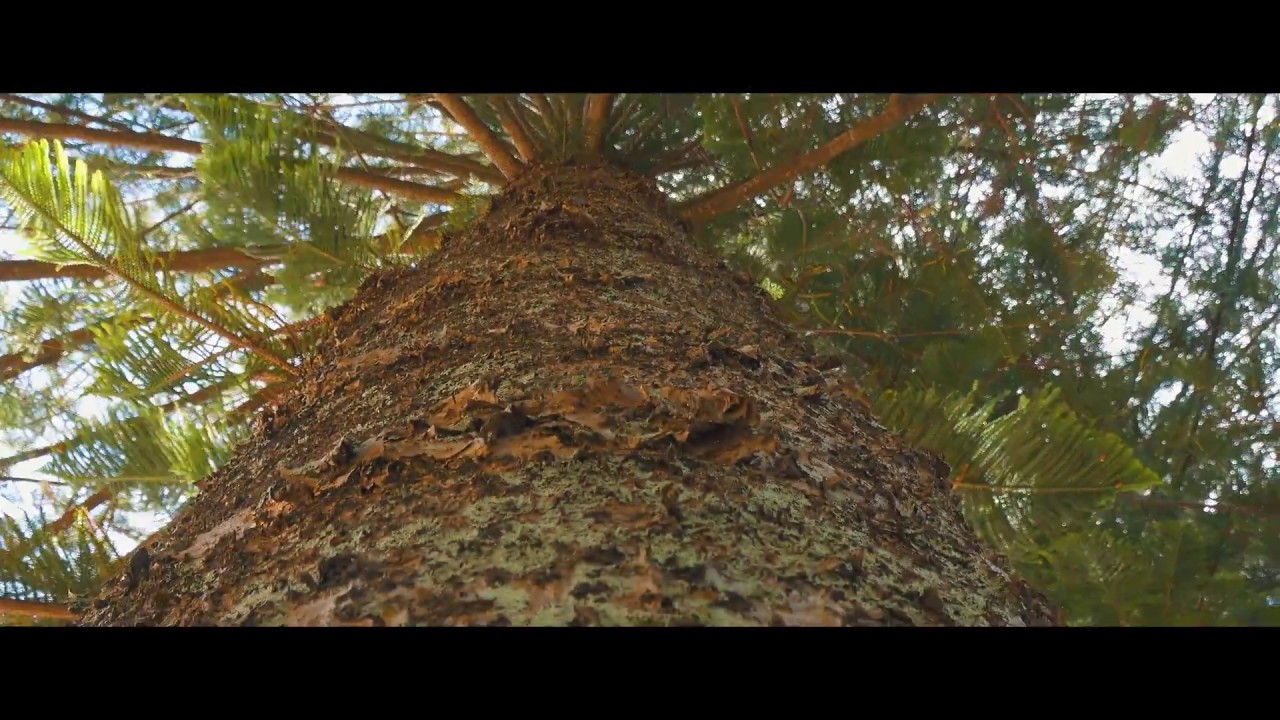Sony FDR-AX700 Test ( Cinematic look)