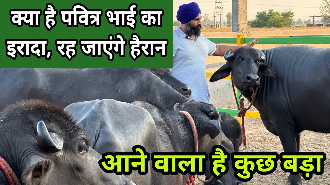 पवित्र भाई ने कर दिया पूरा Set-Up मुर्राह के क्षेत्र में मचाने वाले हैं तबाही - Just Wait & Watch