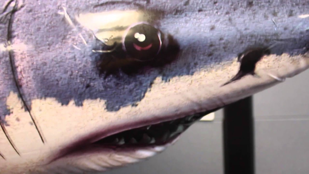 'Sharknado' Attacks KICKS 105.5 Studios [VIDEO]
