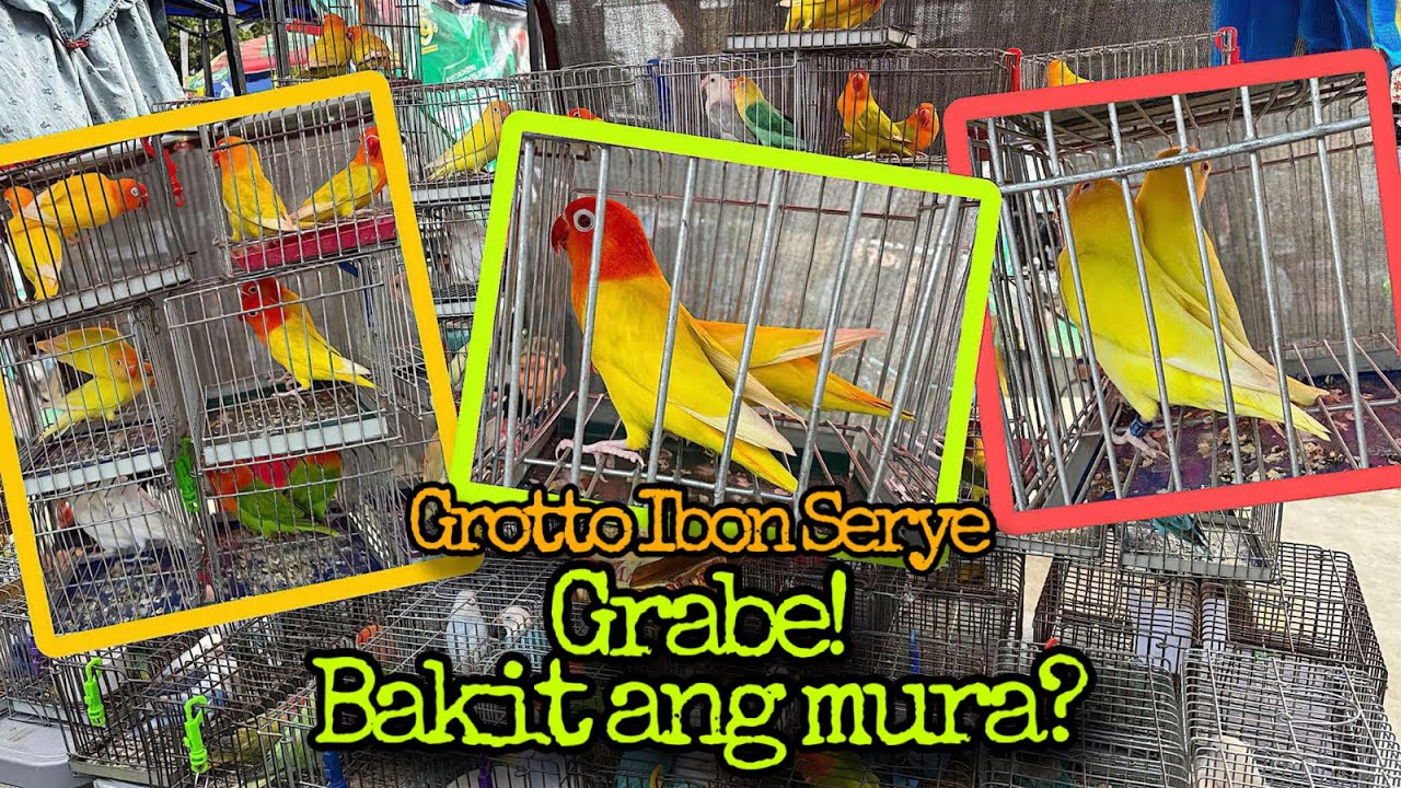 SUPER SALE NG MGA IBON | GROTTO IBON SERYE | JANUARY 19, 2025