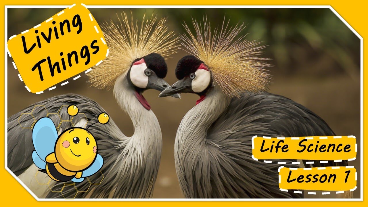 Life Science: Lesson 1 - What Are Living Things?