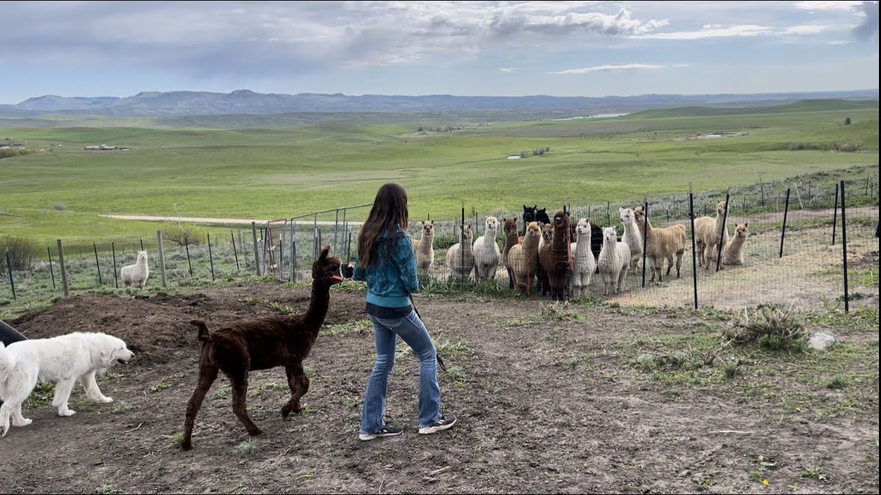 Hand-Shearing 19 Alpacas (2022)