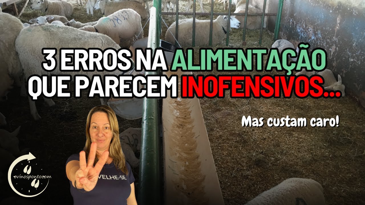Como evitar erros na alimentação dos ovinos